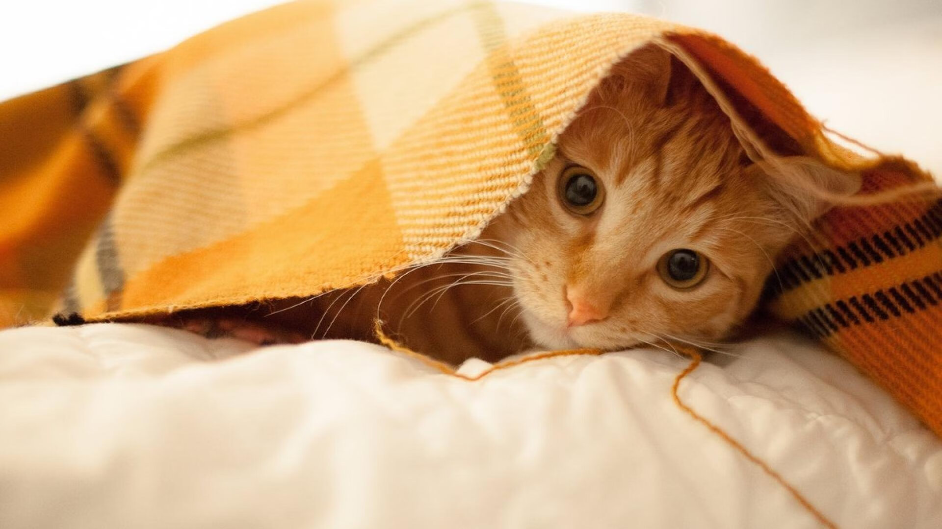 开云体育-在对阵雄鹿的比赛中，库里展现“神射手”本色，四节投中9个三分，砍下44分！