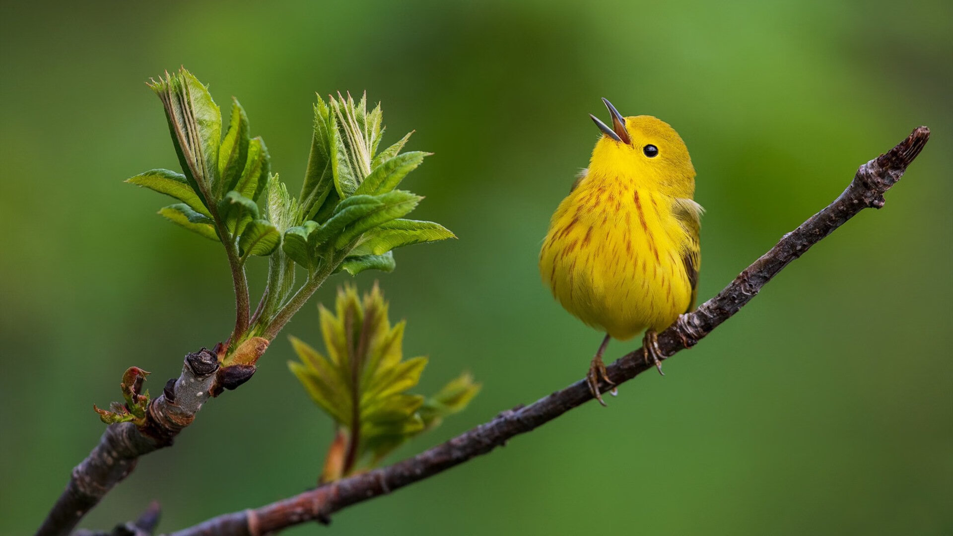 KAIYUNAPP-法比奥·范登博斯在男子全能赛中获得铜牌