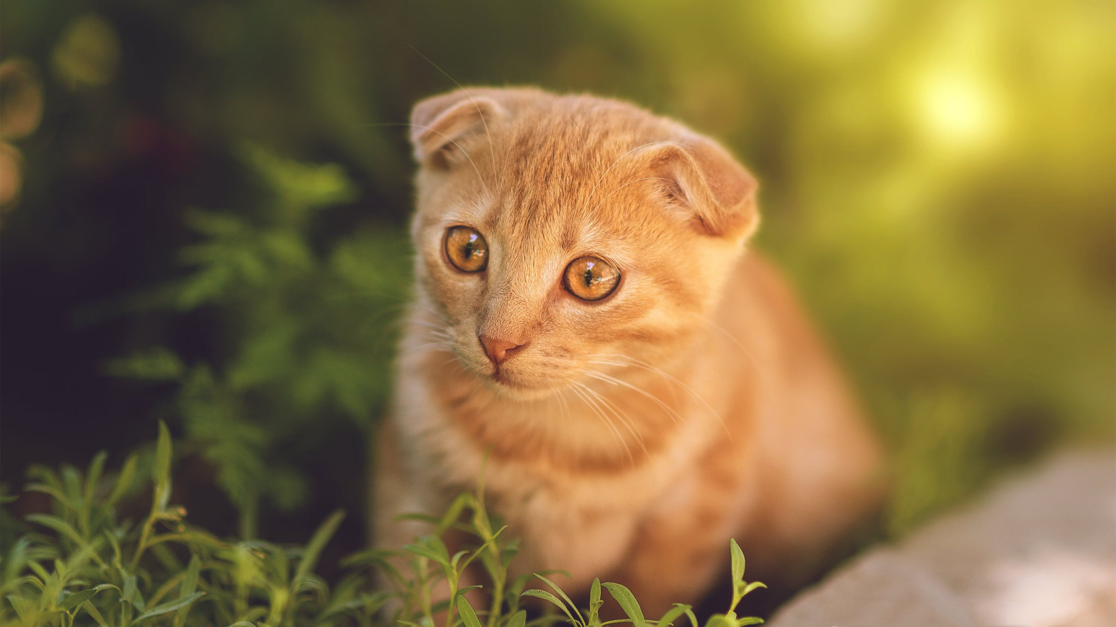 kaiyun中国官方网站-联盟焦点：本周最火爆的单场精彩表现，联盟单场最高分