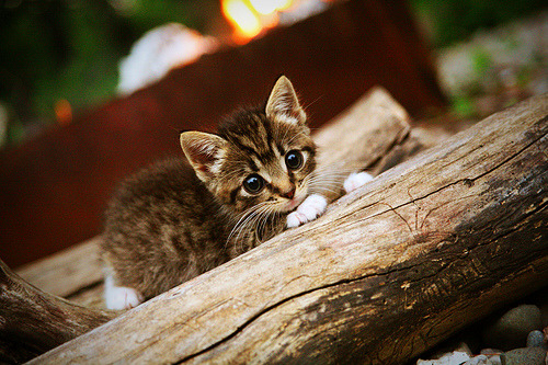 荷兰马术协会与澳大利亚马术协会签署人才交流协议,促进双向发展。