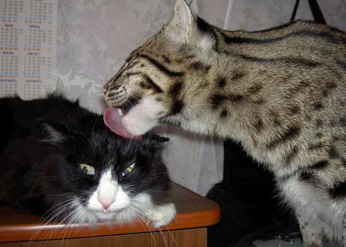 开云网页版登录入口-T1赛季排名持续攀升，t1春季赛第几名