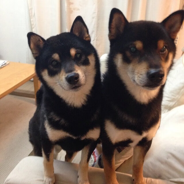 开云·体育官网APP下载-伯恩利战平桑德兰，保持不败纪录，伯恩利vs莱切斯特城预测