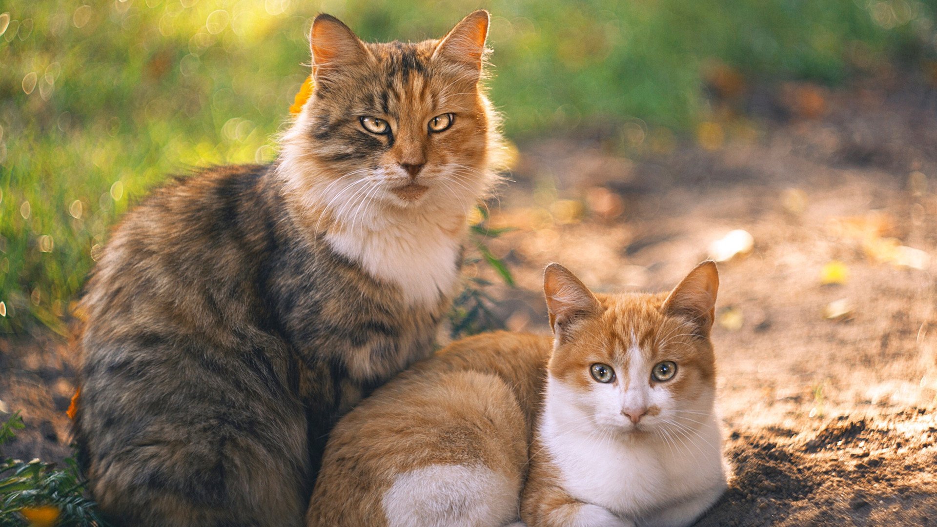 圣埃蒂安胜利降级对手，实现保级大逆袭，圣埃蒂安对尼斯比分预测