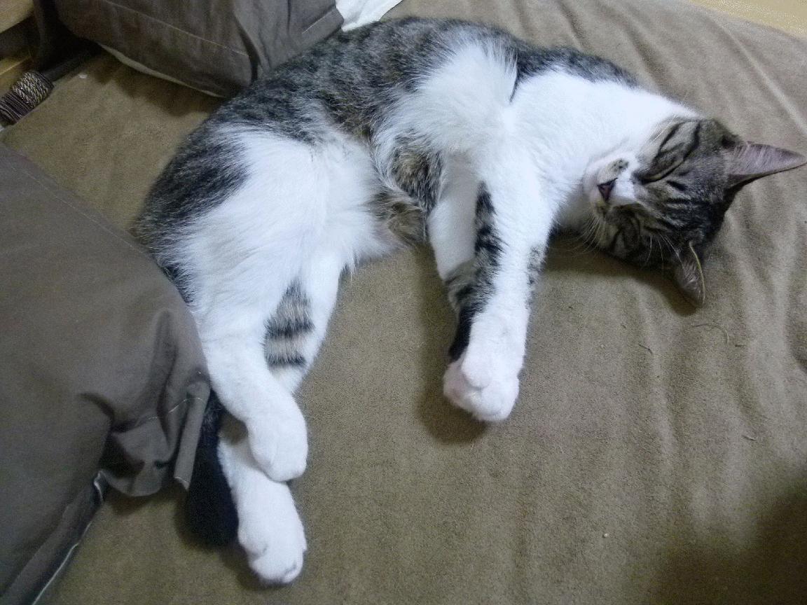 开云官方网站-意甲球队弗洛伦蒂诺豪掷数亿欧元引援，弗洛伦蒂诺大俱乐部