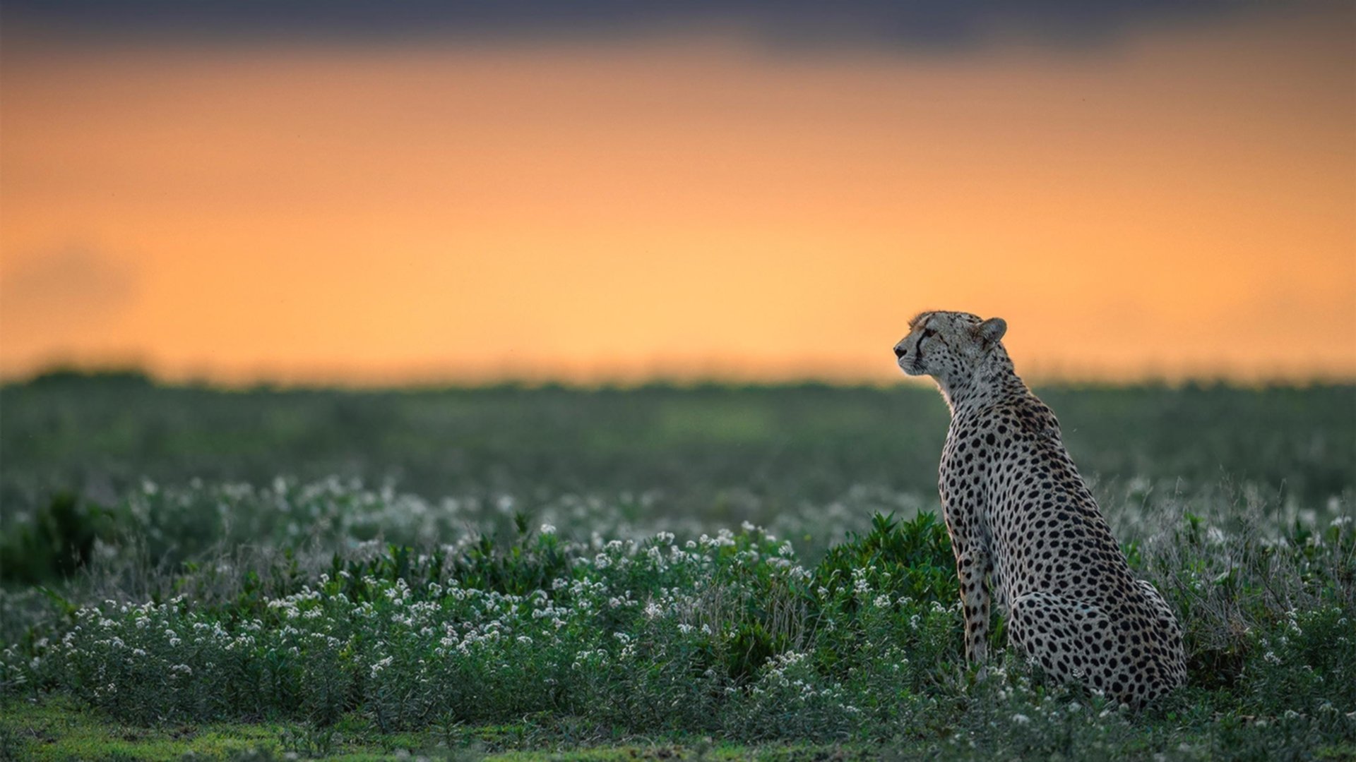英格兰国家队表现出色,获得晋级欧洲杯资格,英格兰队员欧洲杯