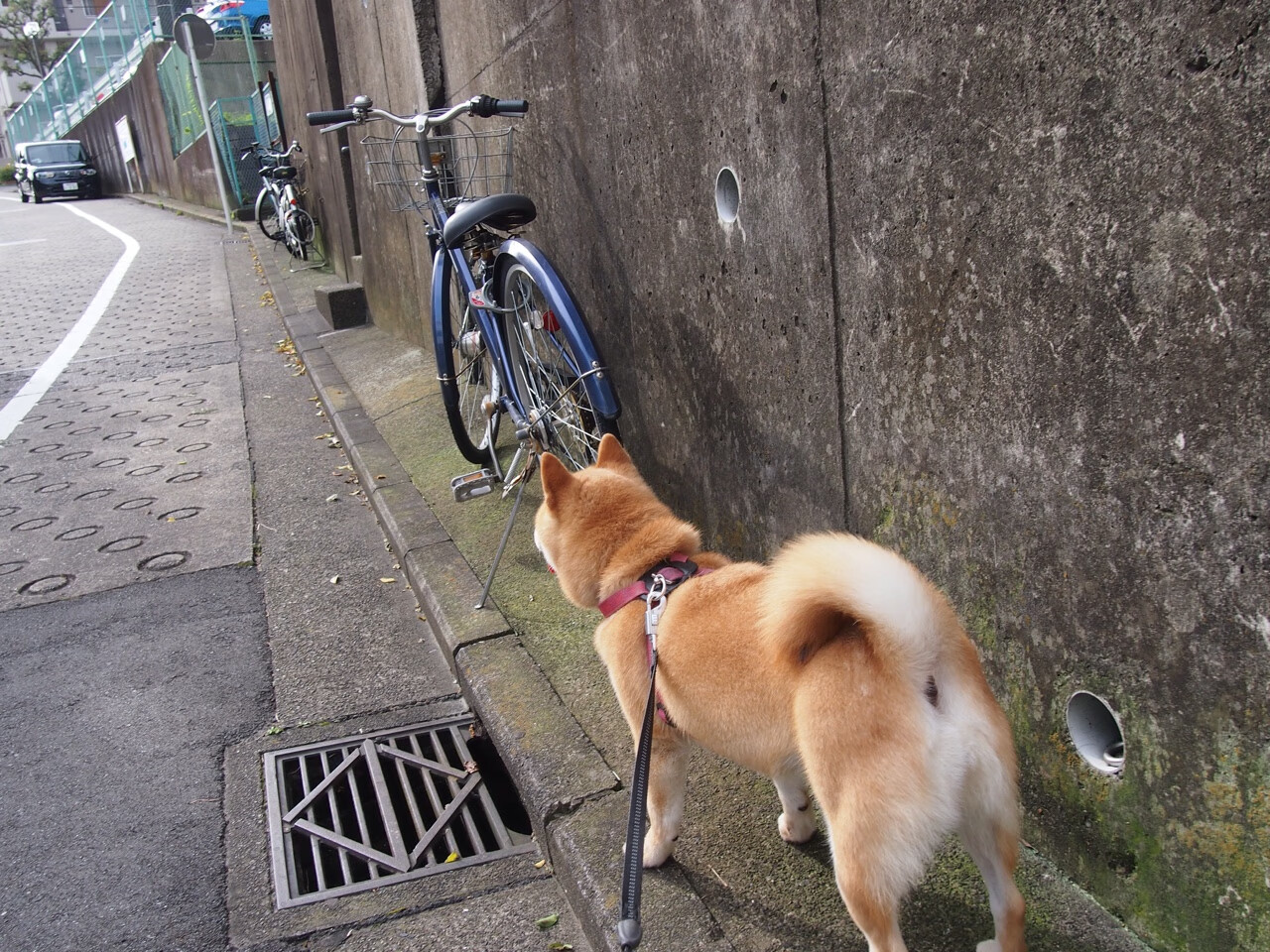 诺里奇城中场组织有序,黄蜂军团盼晋级,诺里奇怎么样