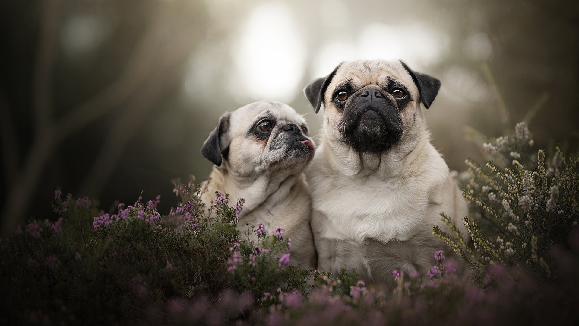 贵州恒丰主场不敌河北华夏幸福,客场不败纪录告终,贵州恒丰足球俱乐部主场在哪里