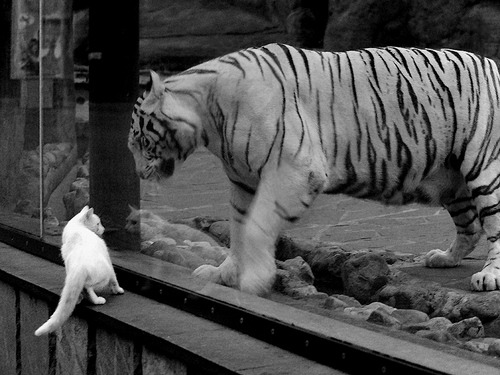 中国足球主力球员稳定性评估,中国足球个人实力排名