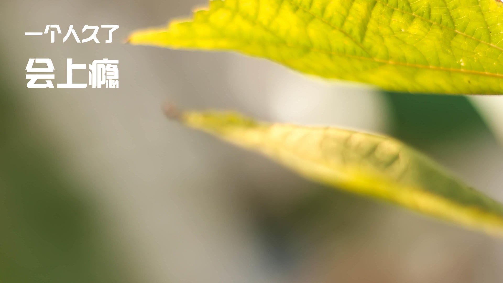 体育赛事志愿者服务质量提升策略，体育赛事志愿者的工作要求