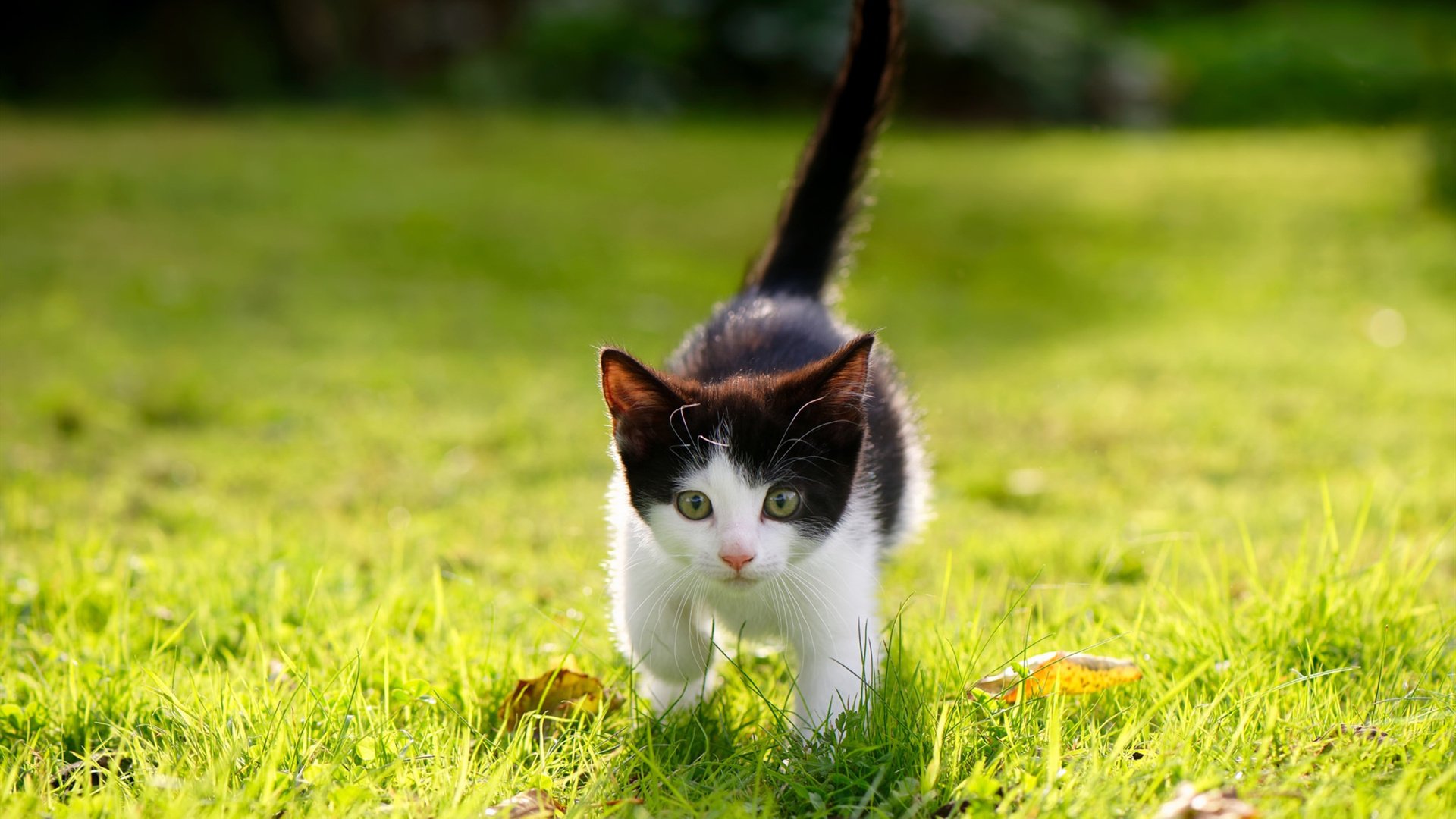 篮球运动员比赛数据智能采集及战术辅助系统设计,篮球球员数据统计分析系统