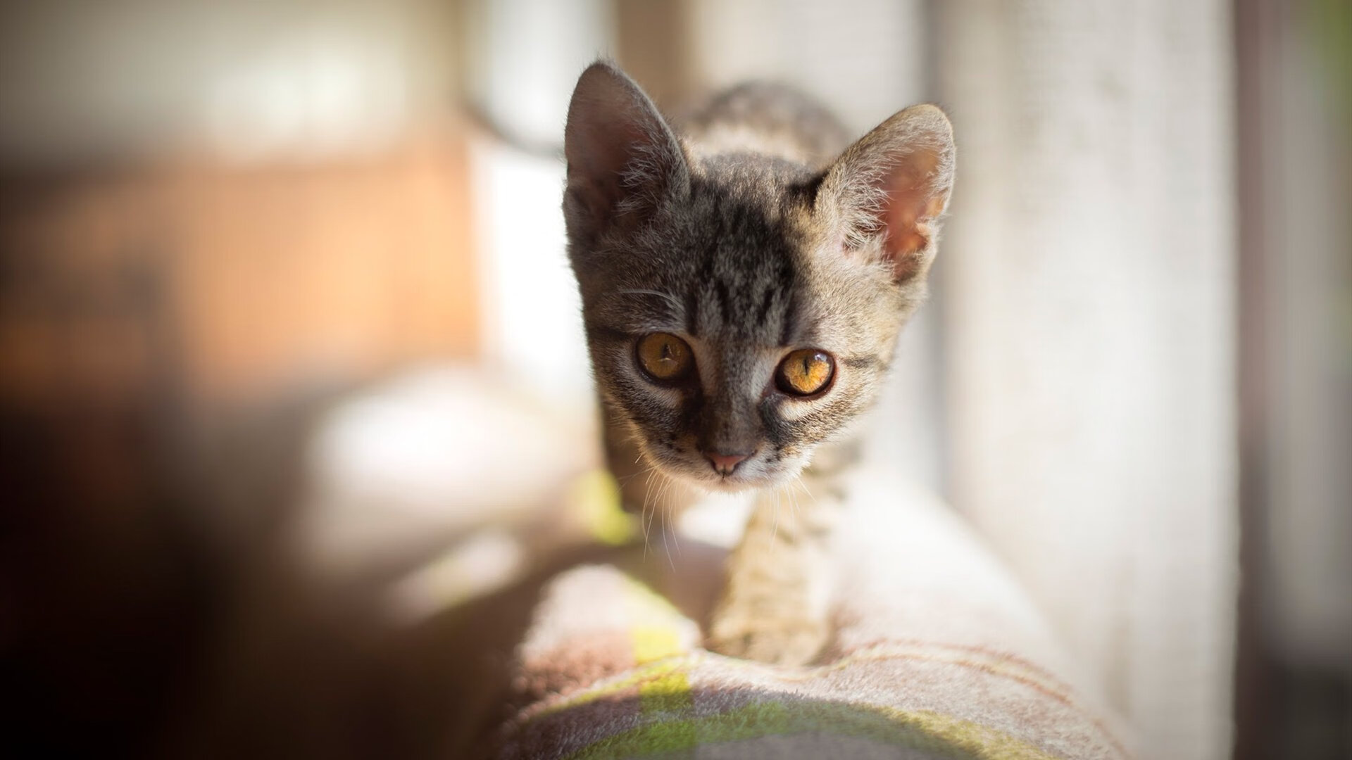 开云入口-高校体育设施利用率监测与资源配置分析，高校体育设施对外开放