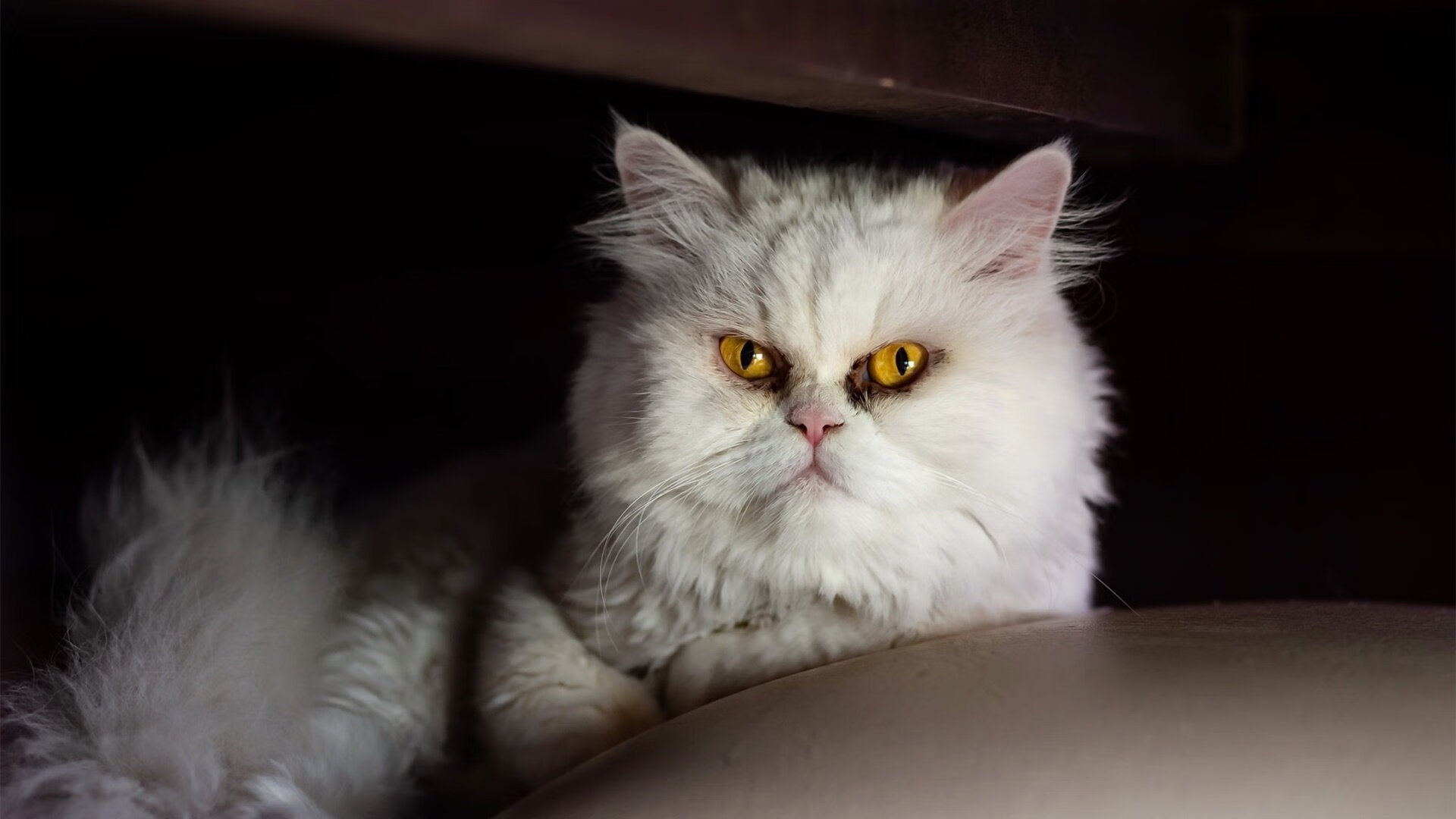 东亚杯中国女足逆袭 球员发挥出色，中国队东亚杯名单