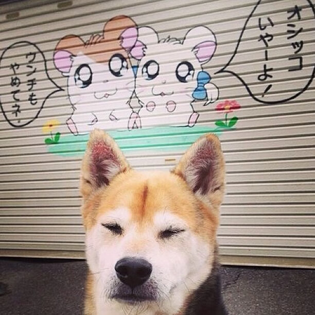 体育新闻中心构建体育纪录片IP孵化支持系统，体育纪录片主题