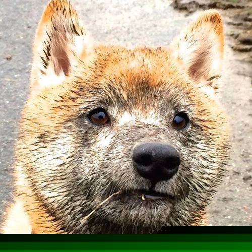 划频波动小,节奏稳定持续,划幅和划频