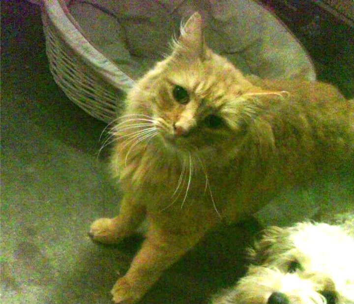 Kaiyun(中国)开云-丁俊晖直播讲解母球控制技术要领，丁俊晖母亲是哪里人