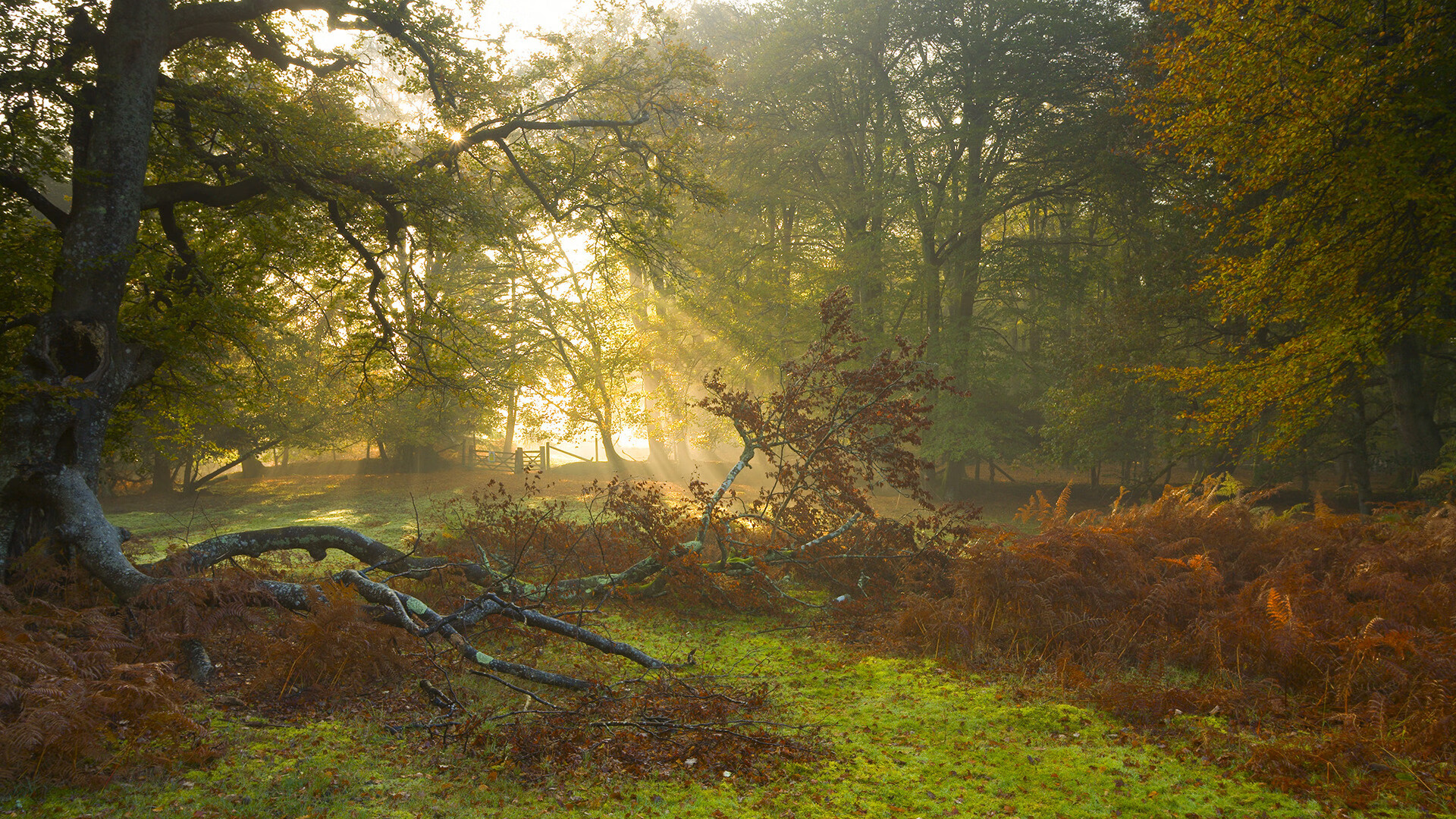 开云平台-国王球迷应援创意登上球场主屏幕，国王球队在哪个城市