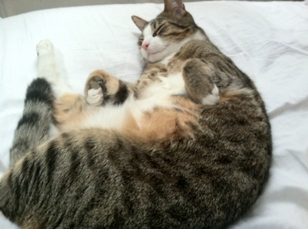 斯洛伐克女篮在欧洲预赛中表现抢眼,期待奥运献礼,斯洛伐克 欧预赛